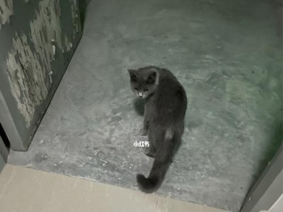 蓝猫出装教学攻略大揭秘！（战场制霸从装备开始，最新蓝猫出装攻略分享！）