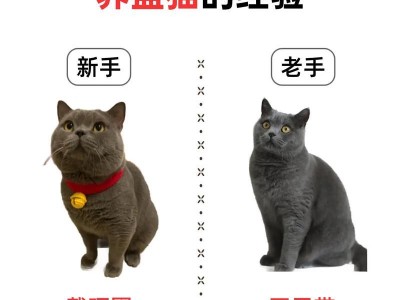 蓝猫出装攻略（优化蓝猫出装策略，提升游戏竞技水平）